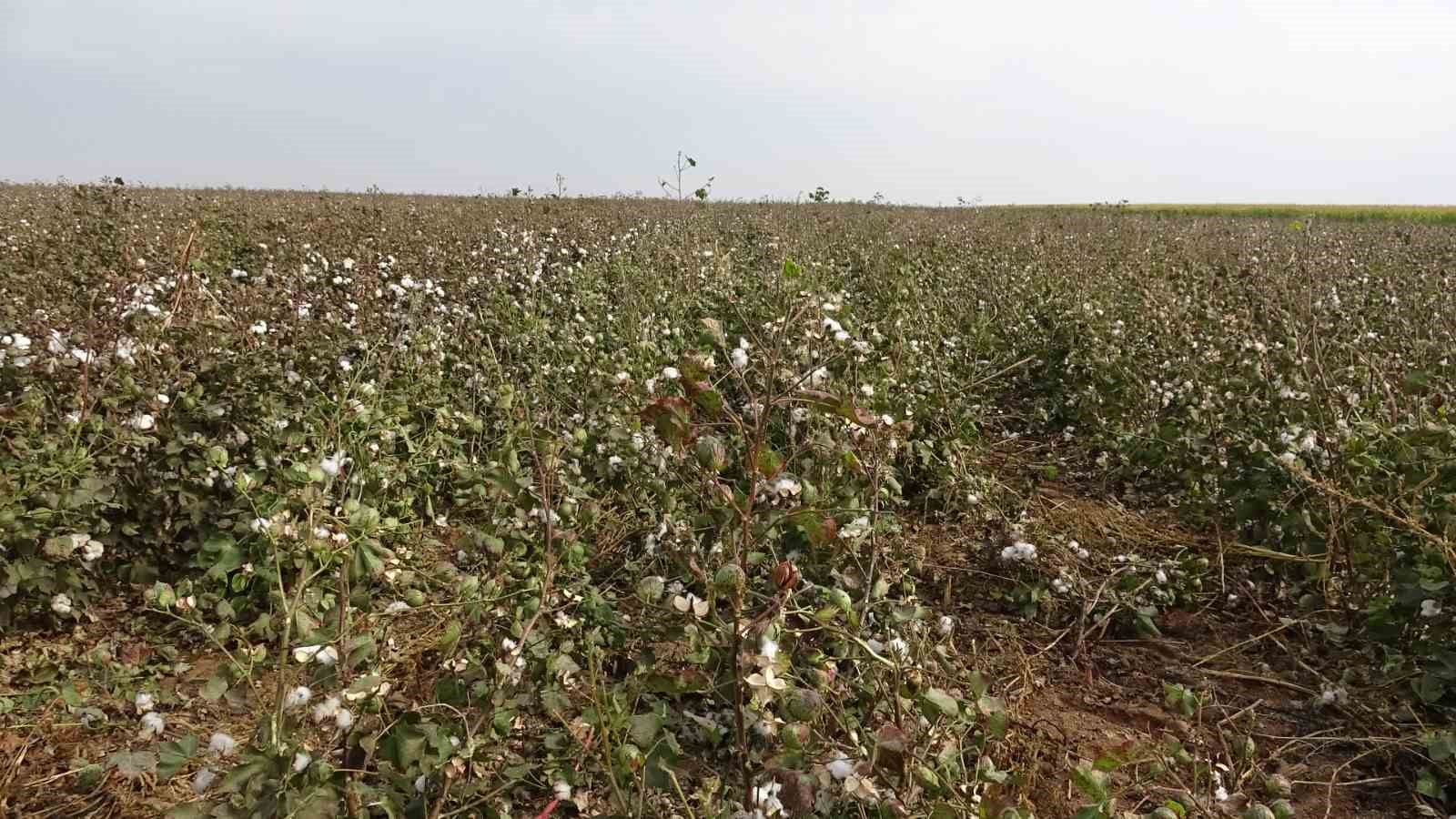 Mardin’de 50 bin dönümde ekilen ’beyaz altın’ın hasadına başlandı