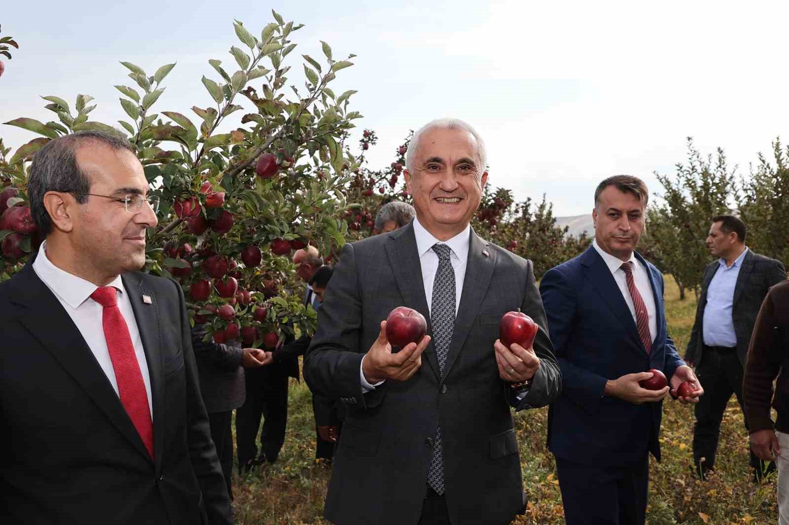 Aromasını gece ve gündüz arasındaki sıcaklık farkından alan elmanın hasadı yapıldı