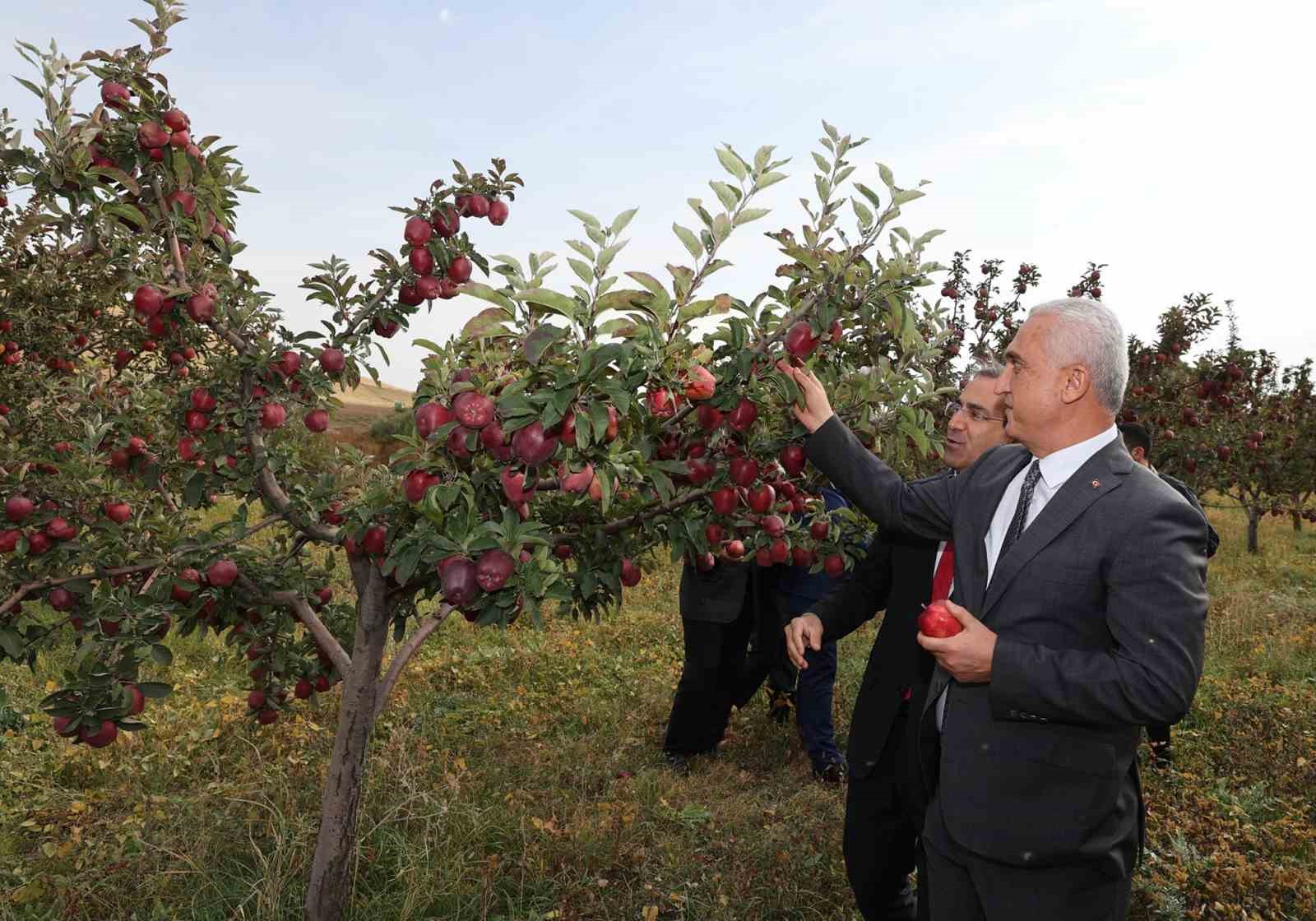 Aromasını gece ve gündüz arasındaki sıcaklık farkından alan elmanın hasadı yapıldı