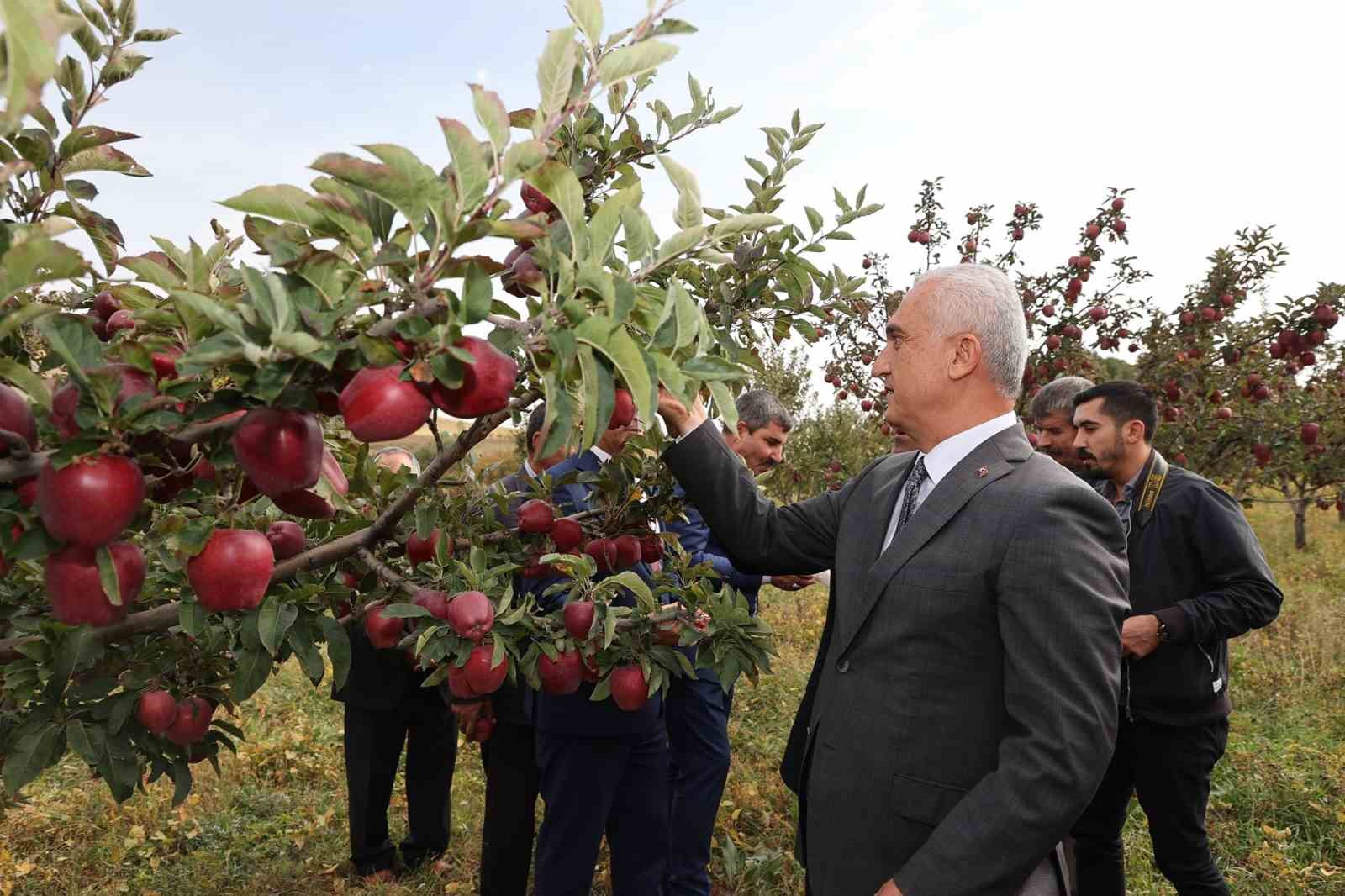 Aromasını gece ve gündüz arasındaki sıcaklık farkından alan elmanın hasadı yapıldı