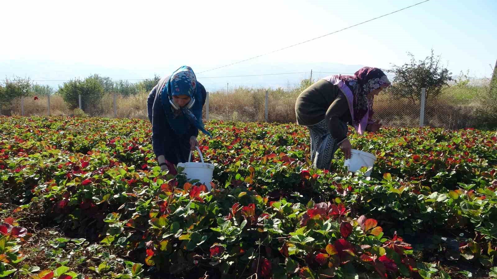 Kilosu 50 lira, siparişlere yetişemiyorlar