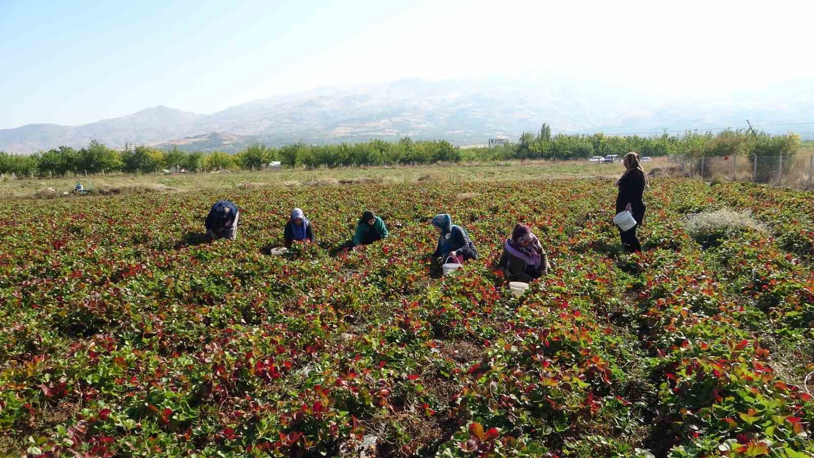 Kilosu 50 lira, siparişlere yetişemiyorlar