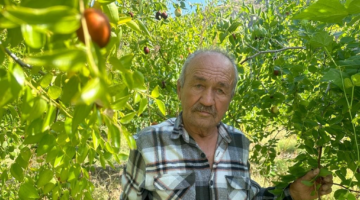 Başkent’in yanı başında yetişen şifa kaynağı: Hünnap