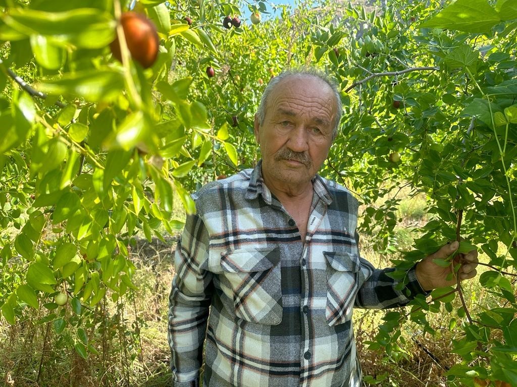 Başkent’in yanı başında yetişen şifa kaynağı: Hünnap