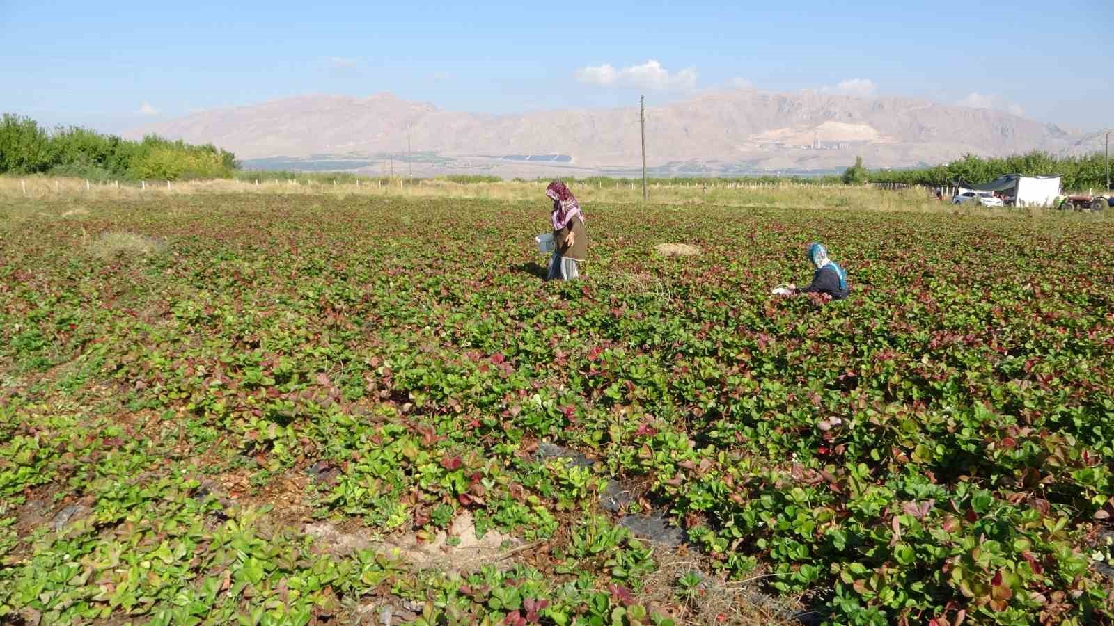 Kilosu 50 lira, siparişlere yetişemiyorlar