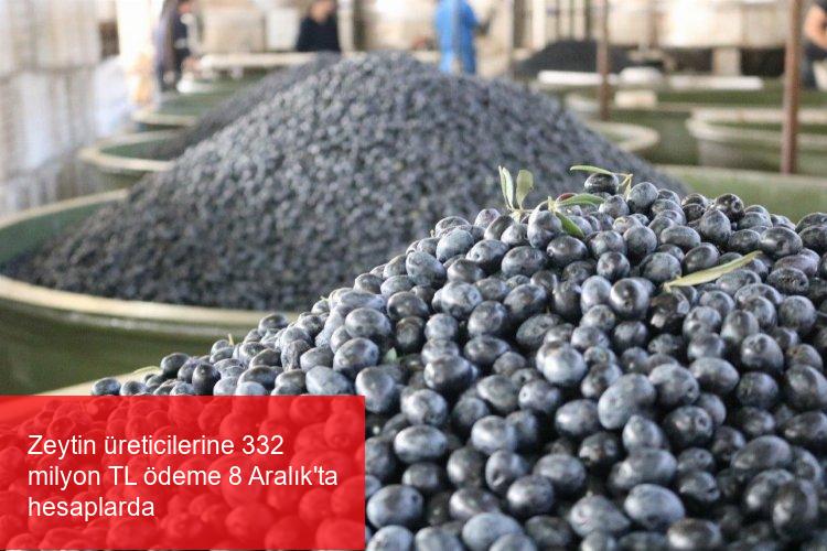 Zeytin üreticilerine 332 milyon TL ödeme 8 Aralık’ta hesaplarda